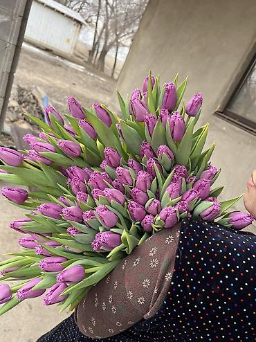 Теплицы: 🌷 Тюльпаны на продажу! Свежие, качественные, выращиваем сами. С — 5