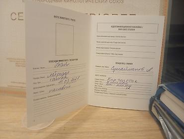 Продажа собак: Предлагаются к продаже щенки лабрадор-ретривера. 🔸 Возраст: 34 дней 🔸 — 10