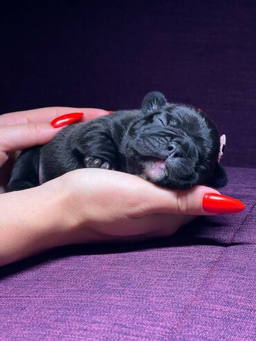 Psi: Predstavljamo VRHUNSKO leglo FRANCUSKOG BULDOGA od 3 prelepa dečaka i — 13