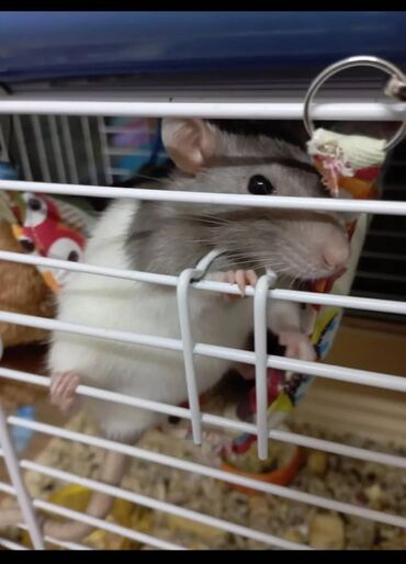 устройство для отпугивания мышей и крыс: Продаю крыску очень добрая ласковая, любит руки прям ручная ручная