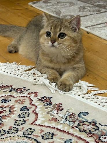 bala pişik ucuz: Qızıl şinşilla, Dişi — 3