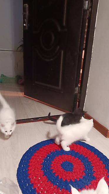 сибирская черно белая кошка: Котята домашние, пушистые, игривые, но послушные, у каждого есть — 6