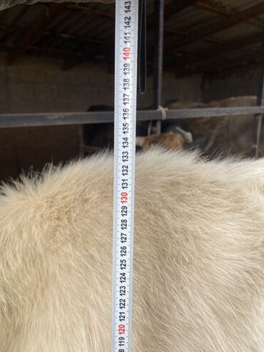 Коровы, быки: Продаю | Корова (самка) | Для разведения | Привязанные — 16