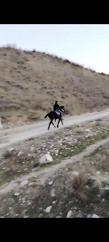 Atlar: Erkəkdi 2yaşın tamam edib yorğadı sakit heyvandır — 2