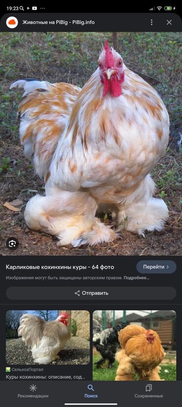 карлик парода курица: Куплю | Куры, петухи