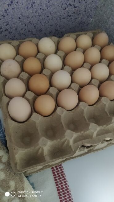 гусиные яйца: Кохингин.цыплят,200сом,яйцо,120сом.Пародсй