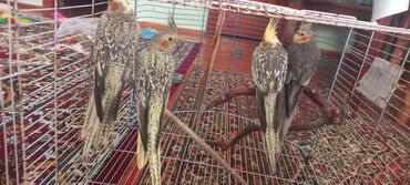 Tutuquşları: Salam.Tam saglam 8ayliq. 4 eded var Isteyen buyursun cutunu alana — 9