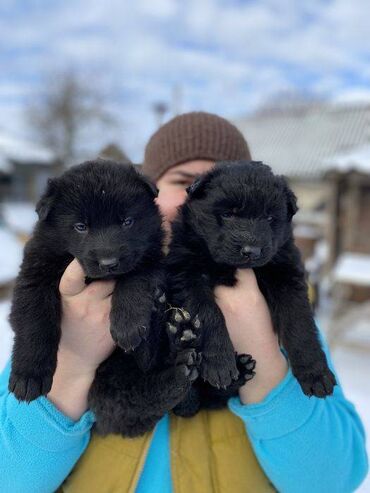 İtlər: Alman çoban iti, 2 ay, Erkek, Sənədli, Pulsuz çatdırılma — 16