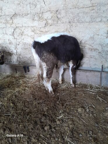 Коровы, быки: Продаю | Музоо, торпок | На откорм — 8