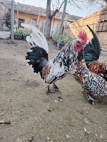 Xoruzlar: Yaponkalar satılır ünvan Əmircan — 1