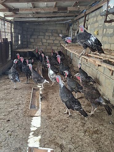 pişik yemi qiyməti: Satlir bronzalar 31 dene qiymeti opdavoy alana 35 azn — 3