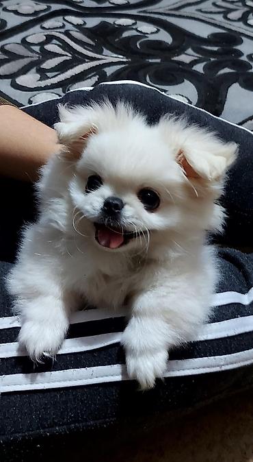it darağı: Pekines, 2 ay, Dişi — 1