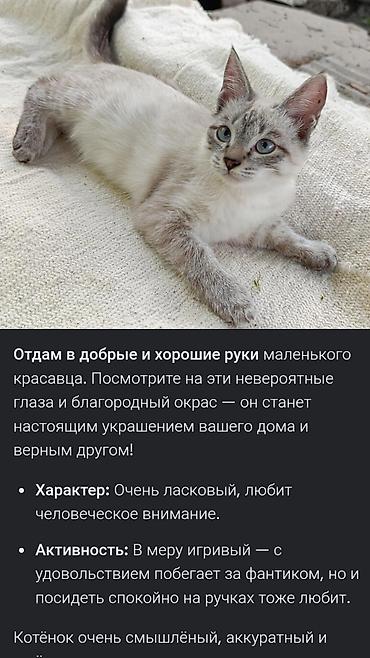 Отдам в добрые и заботливые руки двоих очаровательных котят с голубыми