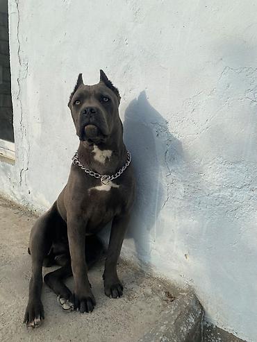 cane corso qiyməti: Kane-Korso, 1 il, Erkək, Peyvəndli, Ünvandan götürmə — 7