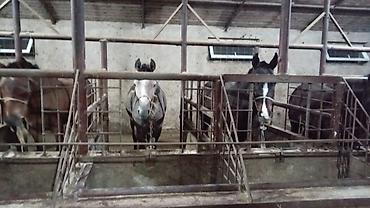 Лошади, кони: Продаю | Кобыла (самка), Конь (самец), Жеребец — 3