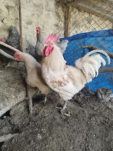 papuqay satisi: Avstrolop yumurtası satılır, ağ, qara, boz rəngləri var — 2
