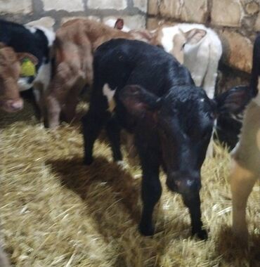 Dana, buzov: Sağlam Erkek ve Dişi Buzovlar — 6