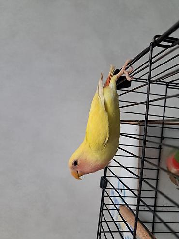 Tutuquşları: 3 aylıq bala dişi quş satılır. Ələ uyğunlaşan, mehriban quşdur.🦜 — 4
