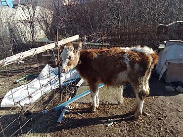 Dana, buzov: Dana, buzov, Dişi, ay: 1, 100 kq, Ətlik, Ünvandan götürmə, Ödənişli çatdırılma — 11