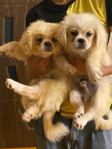 pekines itləri: Pekines, 3 ay, Erkek, Ünvandan götürmə