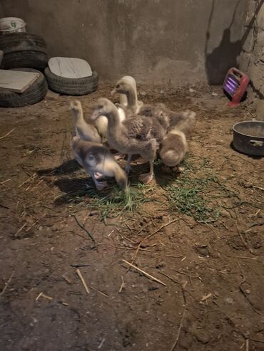 Qazlar: Yerli qaz alesi satlir 4 ana qaz 1 erkeg 6 dende balsi 1 ay olar bala — 9