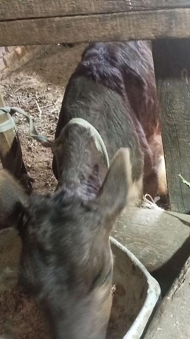 Коровы, быки: Продаю | Бык (самец) — 9