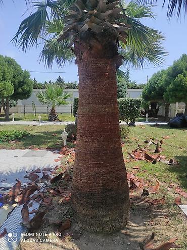 orxideya gulunun qiyməti: 🌴 Palma ağaclarının peşəkar təmizlənməsi və formaya salınması! 🌴 ✔ — 10