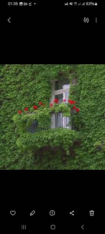 Пион: Клубни и саженцы цветов — пионы, травянистые, древовидные и гибридные — 17