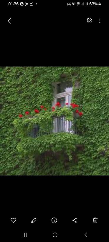 Other garden flower saplings & seedlings: Дикий виноград вьющийся как лиана, как плющ виноградная лоза — 2