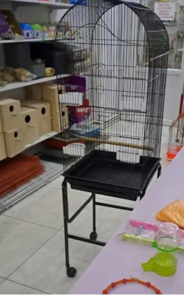 Tutuquşları: Her novde qefeslermiz var satisda maraqlamaq isdeyen elaqe saxlaya -da lalafo.az — 7 Tutuquşları: Her novde qefeslermiz var satisda maraqlamaq isdeyen elaqe saxlaya — 7