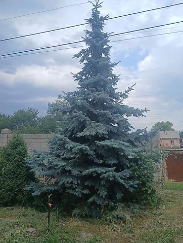 цветы комнатне: Ель голубая (Picea pungens ‘Glauca’) крупномерная для пересадки — 2