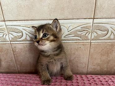 pişik cüt: Yaxşı əllərə — 3