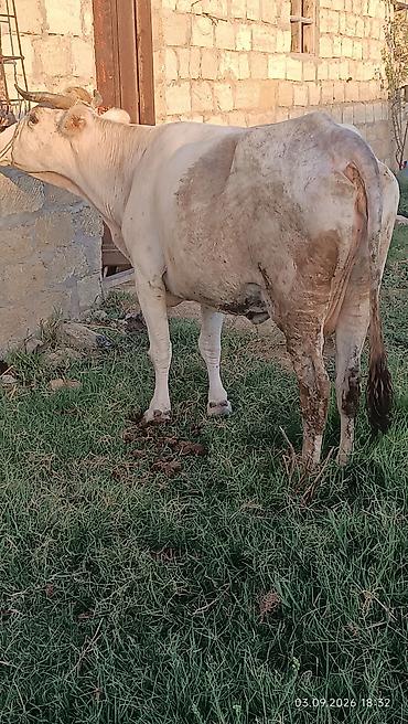 coban iti type 0: Süd inəyi – açıq krem rəngli, qısa buynuzlu. Şəkillərdə göründüyü kimi — 6