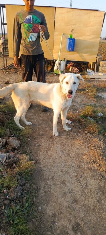 i̇t: Qurdbasar, 8 ay