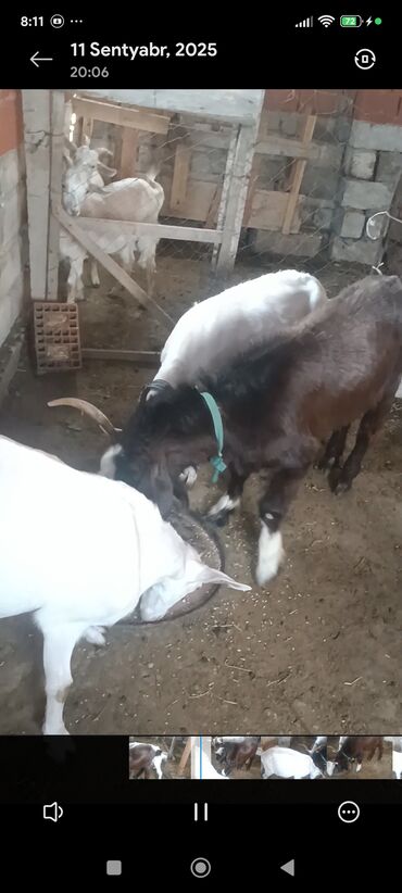 Keçi, çəpiş: Məhsul: Südlük keçilər Təsvir: - Şəkillərdə bir neçə baş keçi — 9