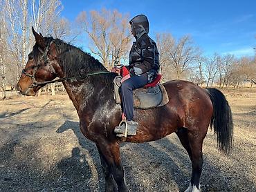 Лошади, кони: Продаю | Жеребец | Рабочий | Осеменитель — 9