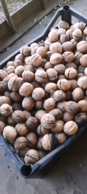Сухофрукты, орехи, снеки: Продаю грецкие орехи.хорошие 15 вёдер.по 100 сом 1 кг