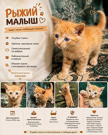 Мышыктар: Мышык бекер берилет: Породасыз, 2 айлык, Эркек, Лотокко барууга үйрөтүлгөн — 2