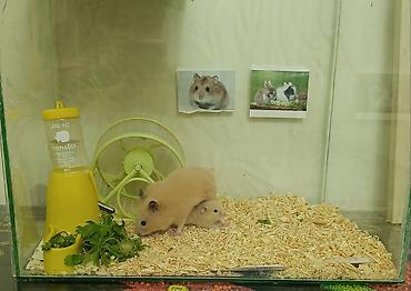 Akvariumlar: Şüşə akvariumda tam hamster dəsti 2 bala ilə birlikdə. Məhsulun — 3