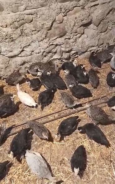 bildirçin eti: Hinduşka balaları Amerikan bronz və qara Kanada sortu - Yaş qrupu — 2
