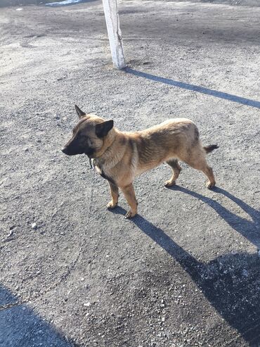 Продажа собак: Порода: бельгийская овчарка (малинуа) Самец Описание: - ОПЫТНЫЙ — 16