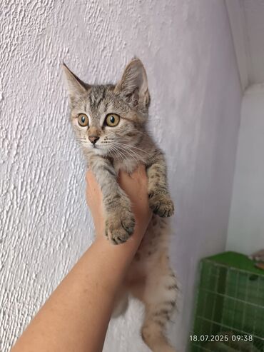продажа кормов для сельскохозяйственных животных: 2 айлык, Ургаачы, Лотокко барууга үйрөтүлгөн, Курттардан тазаланган