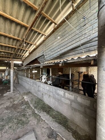 Продажа домов: Дом, 500 м², 6 комнат, Собственник, ПСО (под самоотделку) — 31