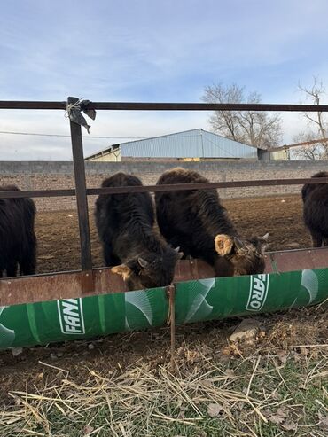 Коровы, быки: Продаю | Бык (самец) | На откорм — 3
