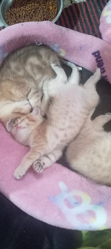 Pişiklər: Britan, Yaxşı əllərə — 14