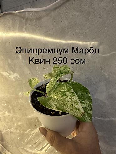 Другие комнатные растения: Укоренённые черенки растений от 150-300 сом — 15