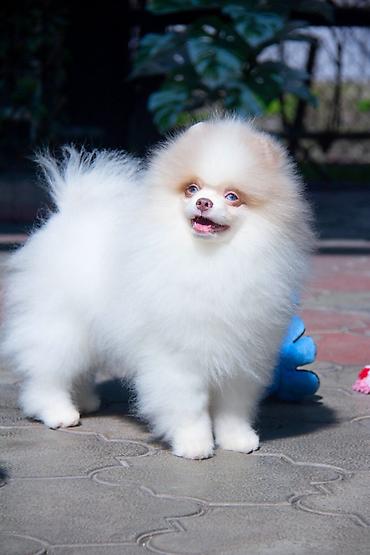 Продажа собак: Шпиц, 5 месяцев, Самец — 1