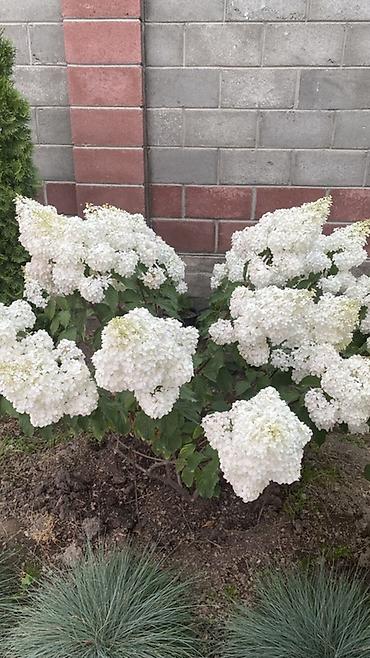 Гортензия: Саженцы — 8