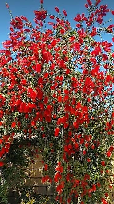 yer tipli kondisioner: Landşaft dizaynı və yaşıllaşdırma xidməti dekorativ Ağacların güllərin — 4