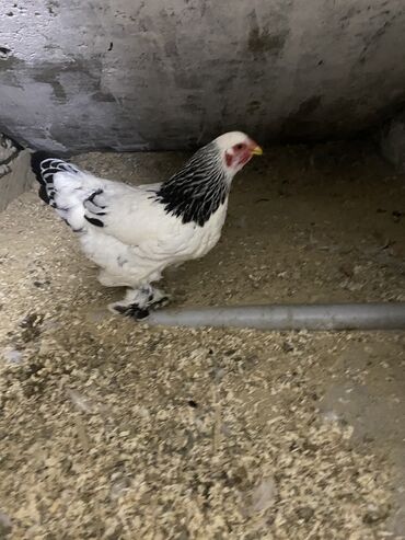 Toyuqlar: Toyuq, Damazlıq, Ödənişli çatdırılma — 15